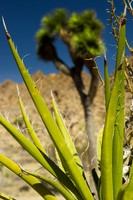 Joshua Tree-2