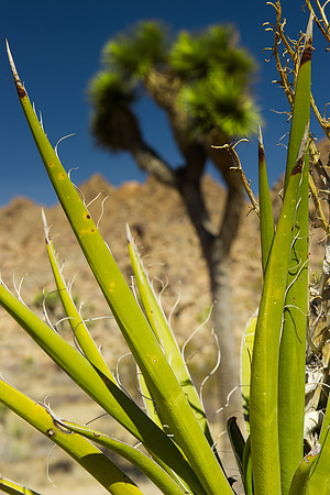 Joshua Tree-2