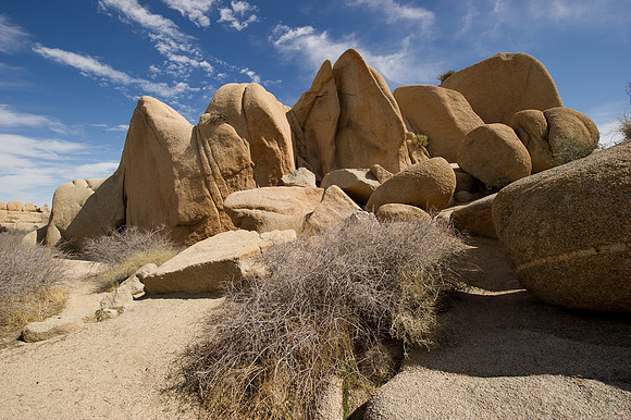 Joshua Tree-9