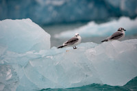Svalbard-20