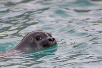 Svalbard-6