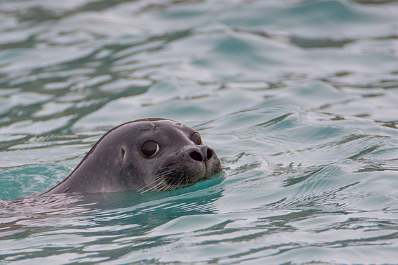 Svalbard-6
