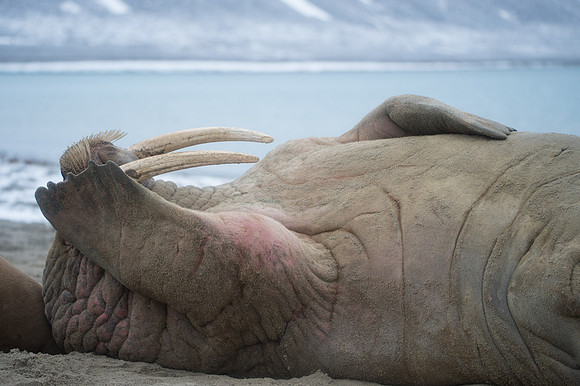 Svalbard-32