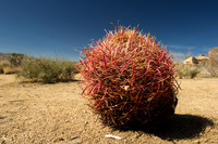 Joshua Tree-3