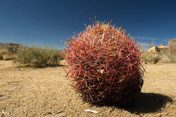 Joshua Tree-3