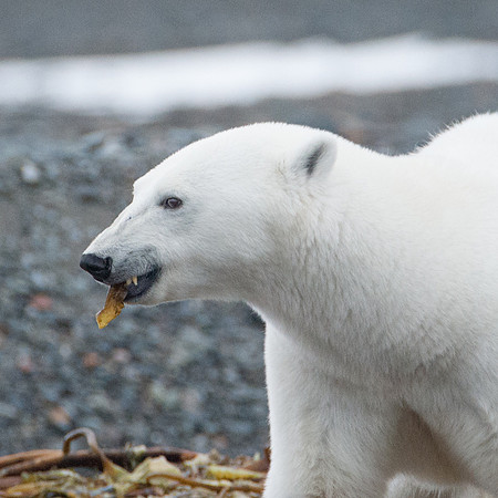 Svalbard-40
